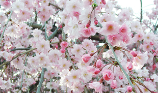 安達法律事務所について